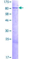 Human KLHL12 Protein (Recombinant GST)