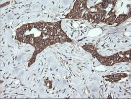 DNM1L / DRP1 Antibody (clone OTI3F3, Carrier-free)