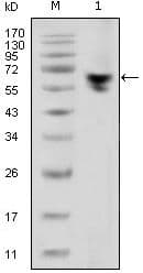 Mouse Anti-Human IgG Fc Secondary Antibody (clone 2E4)