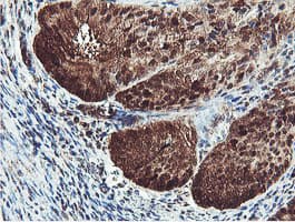 PSMB7 Antibody (clone OTI1E1)