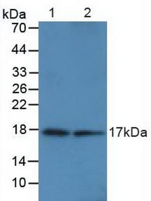 CALM1 / Calmodulin Antibody (aa1-149, APC)