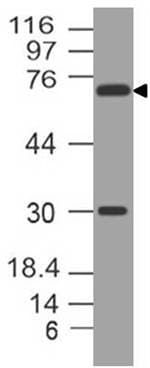 FOXM1 Antibody