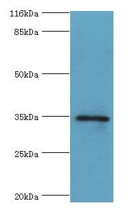 GIMAP7 Antibody (HRP)