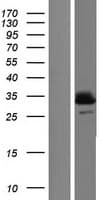 UCP3 Protein (Over-Expression Lysate Myc-DDK (Flag))