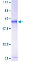 Human IER2 Protein (Recombinant GST)