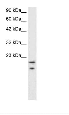 MYCBP Antibody (C-Terminus)