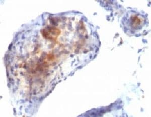 FOXP3 Antibody (clone FXP3/197, Azide-free, BSA-free)