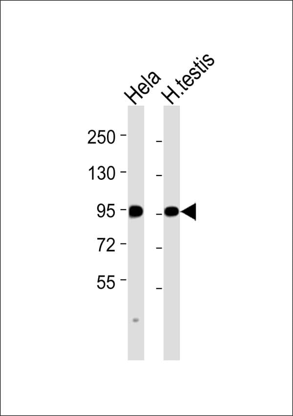 IMMT / Mitofilin Antibody