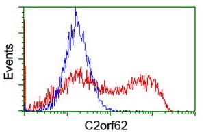 CATIP / C2orf62 Antibody (clone OTI2C6)