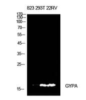 GYPA / CD235a / Glycophorin A Antibody