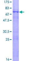 Human IK3-1 / CABLES1 Protein (Recombinant GST)