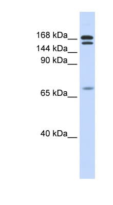CUX2 Antibody (aa432-481)