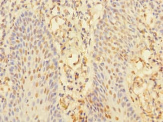 Polyclonal Rabbit anti-Human CHRNA10 Antibody (IHC, WB)