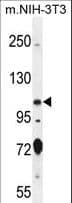 SPECC1 / CYTSB Antibody (aa705-733)