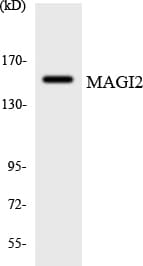 MAGI2 / AIP-1 Antibody (aa206-255)