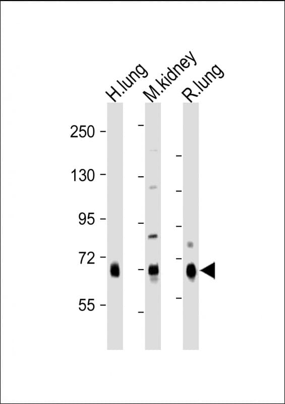 DLL4 Antibody (C-Terminus)