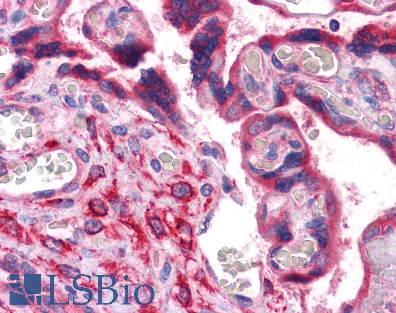 IHC-plus™ Monoclonal Mouse anti-Human CRIM1 Antibody (clone 6E4, IHC, WB)