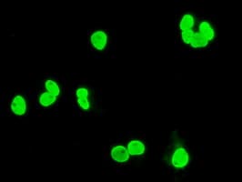 XRCC1 Antibody (clone OTI2F8)