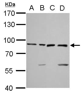 XRCC5 / Ku80 Antibody (aa315-593)