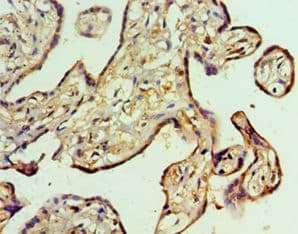 GSTM4-4 / GSTM4 Antibody (aa1-218)