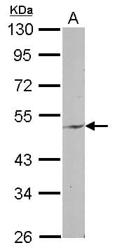 ENPP6 Antibody