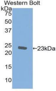AIF1 / IBA1 Antibody (aa1-147)
