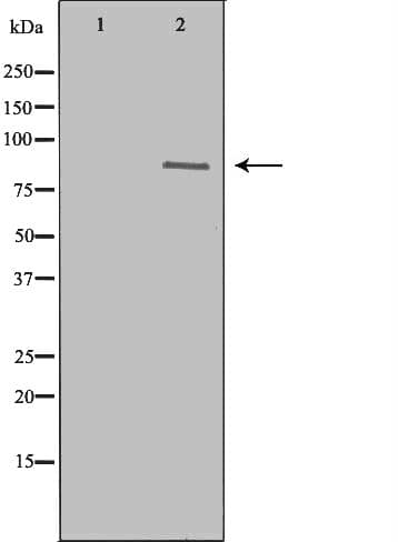 NAK / TBK1 Antibody