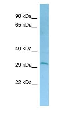 DERL2 / Derlin-2 Antibody (C-Terminus)