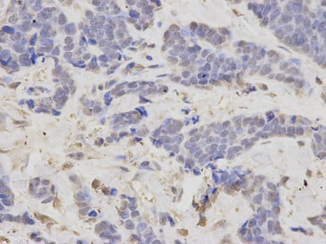 IHC-plus™ LIG3 / DNA Ligase III Antibody