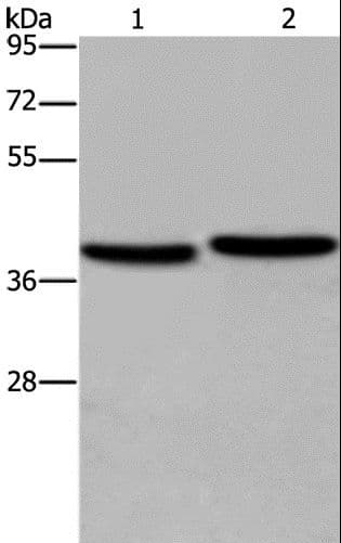 SLIM / FHL1 Antibody