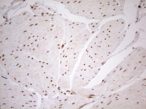 RGL2 Antibody (aa547-777, clone OTI10F2, Carrier-free)