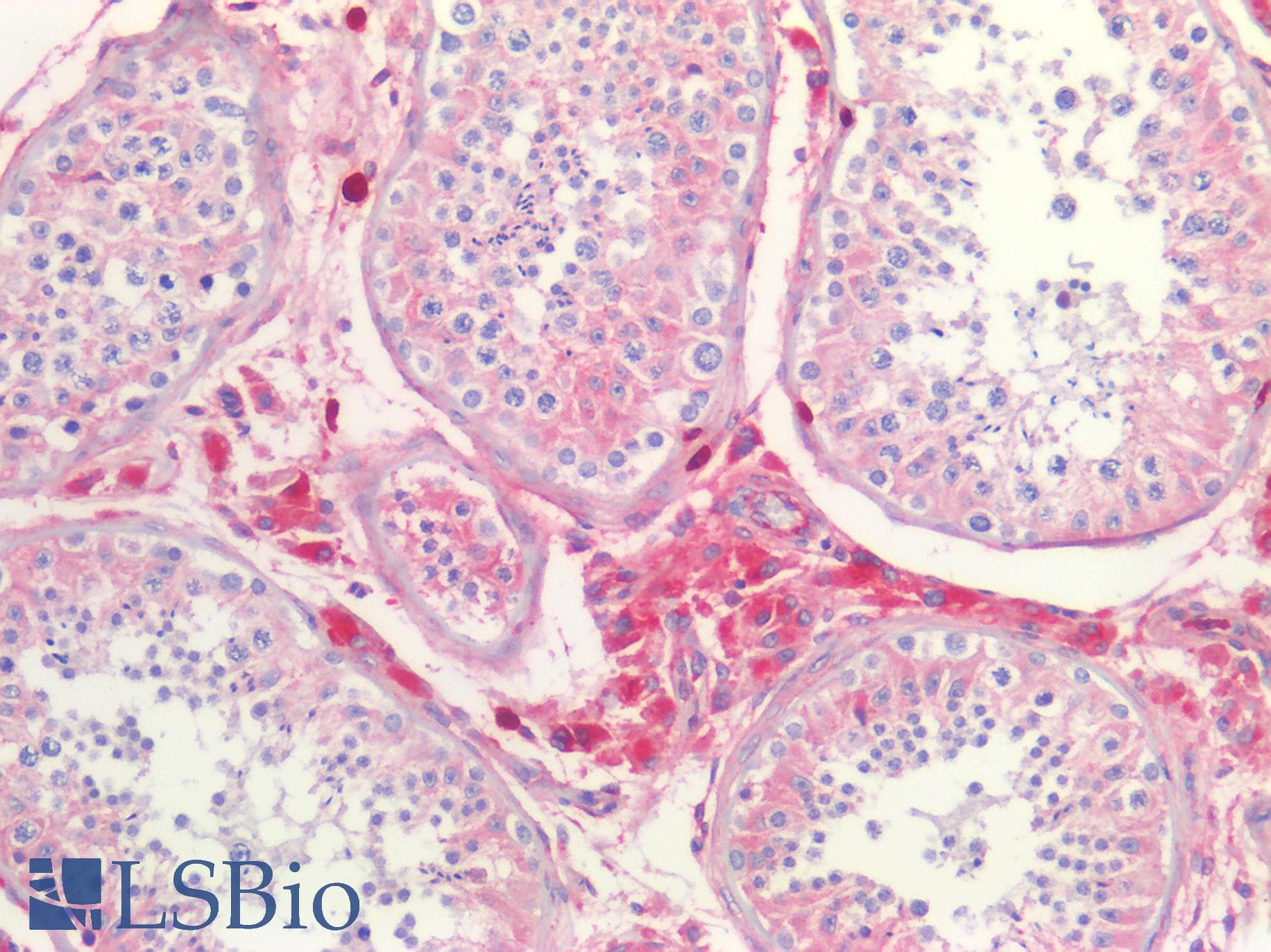 PathPlus™ CD63 Antibody (clone NKI/C3, Azide-free, BSA-free)