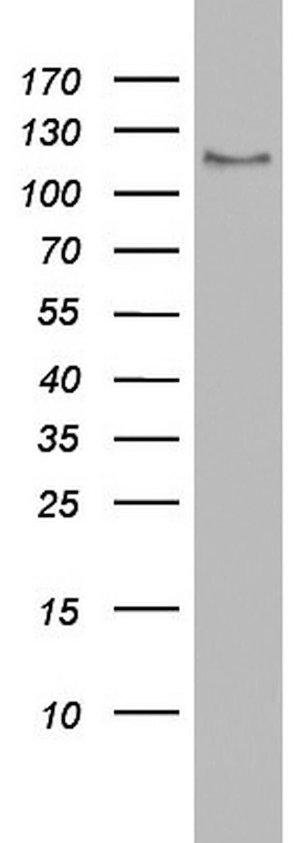 USP48 Antibody (aa361-743, clone OTI1F10)