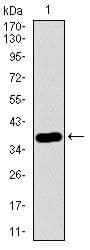 MRPL42 / MRPS32 Antibody (Amino Acid: 142-203, clone 3H6G11)
