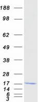 Human FAM136A Protein (Recombinant Myc-DDK (Flag))