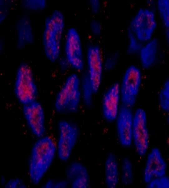 MAML2 Antibody (aa1100-C-term)