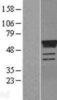 ESRRG / ERR Gamma Protein (Over-Expression Lysate Myc-DDK (Flag))