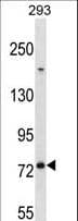 MED16 / THRAP5 Antibody (aa253-281)