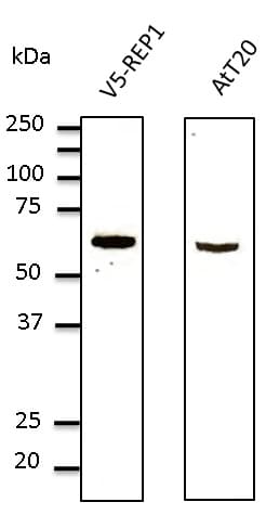 CHM / REP1 Antibody (aa1-80)