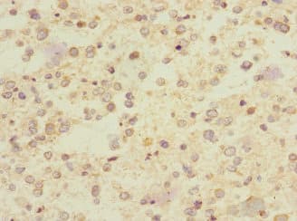 CHRNA9 Antibody