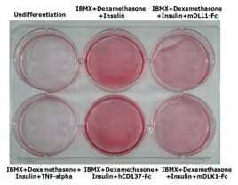 Mouse DLK1 / Pref-1 Protein (Recombinant Human IgG1 Fc)