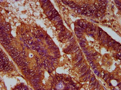 Encephalopsin / OPN3 Antibody