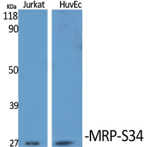MRPS34 Antibody (160-240 aa, C-terminal)