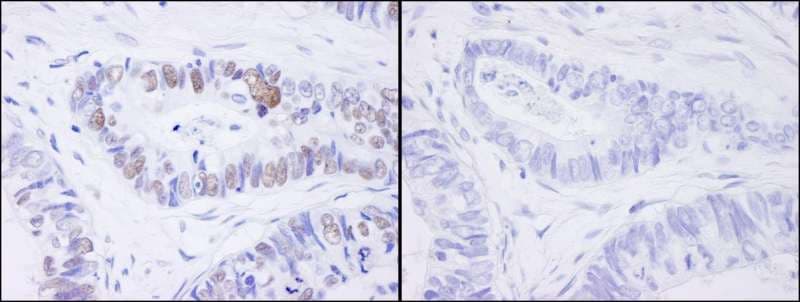 MCM2 Antibody (phospho-Ser41)