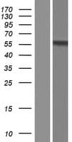 DMRTA2 Protein (Over-Expression Lysate Myc-DDK (Flag))