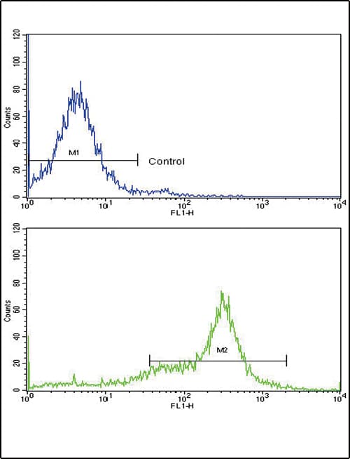 Polyclonal Rabbit anti-Human CAV3 / Caveolin 3 Antibody (aa5-31, IHC, WB)