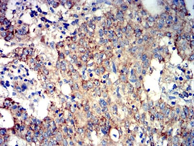 ATG3 Antibody (clone 2C10A12)