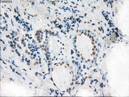 XRCC4 Antibody (clone OTI4H9)