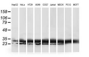 HDHD1 Antibody (clone OTI2E10, Carrier-free)