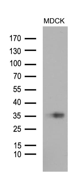 STC1 / Stanniocalcin Antibody (aa34-247, clone OTI6D12)